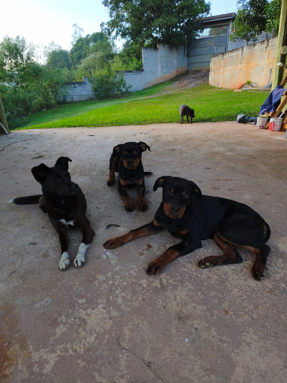Cães treinados e calmos no espaço do Guilherme Landim